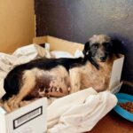 Final feliz: Rescatan a una perrita herida y buscan a su familia o un nuevo hogar
