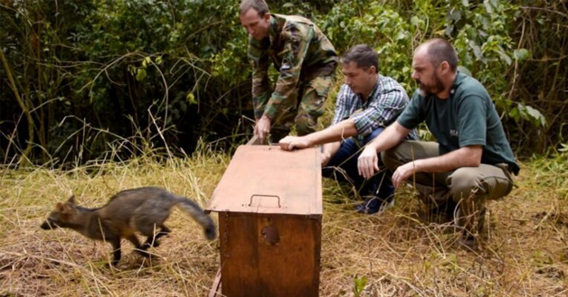 Fauna rescatada volvió a su hogar: liberaron 13 animales silvestres en el norte de Misiones