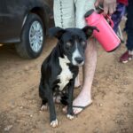 Se realizará una nueva jornada de castración gratuita para mascotas