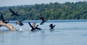 Aves Parque Nacional