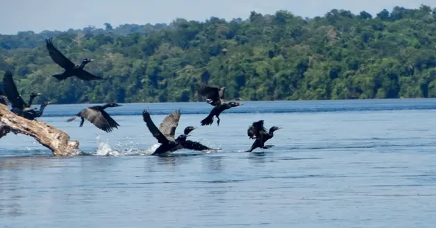 Aves Parque Nacional