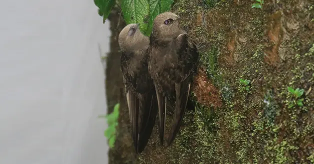 Vencejos en Cataratas