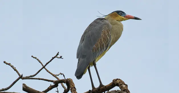 Garza Silbona