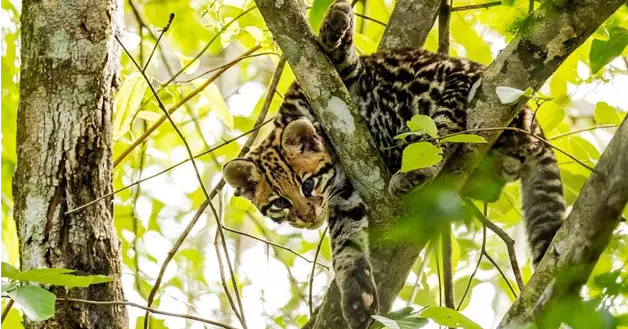 Margay