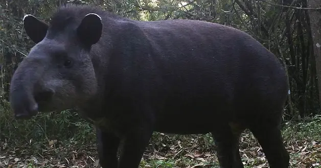 tAPIR