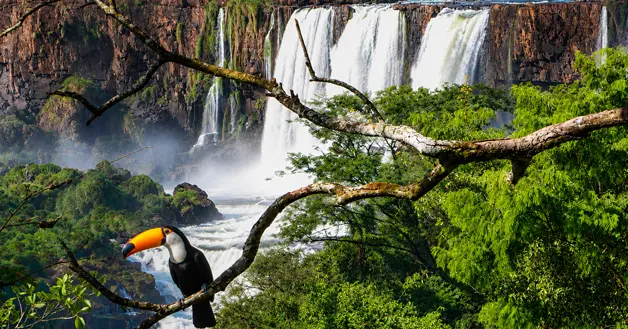 Tucan en Cataratas