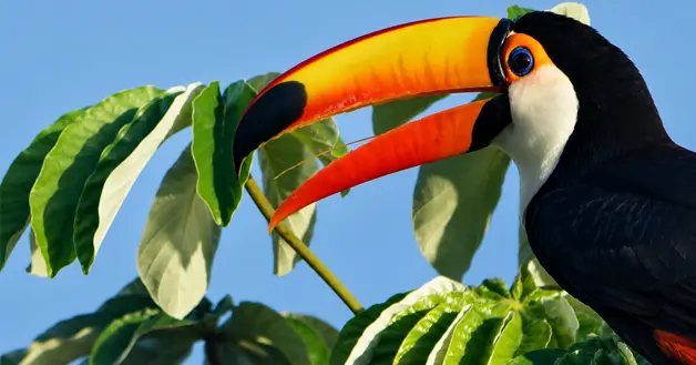 Tucancito