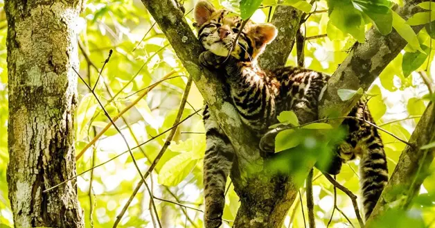 Margay