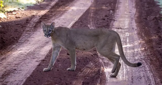 Puma
