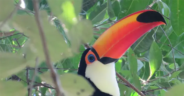 Tucan Toco