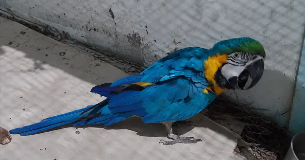 Guacamayo Azul