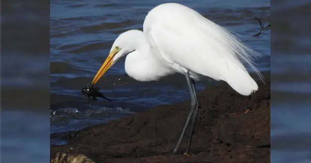 Garza Blanca
