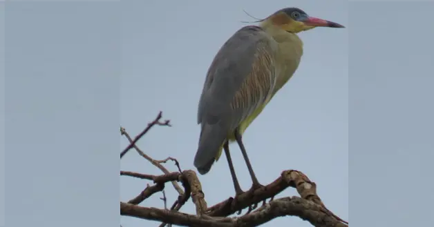 Garza Silbadora