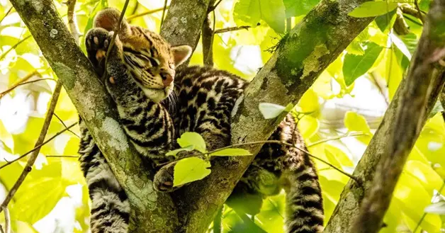 MArgay