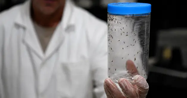 Mosquitos