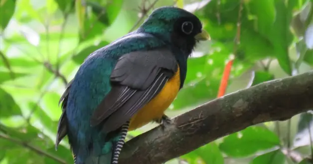 Pajaro