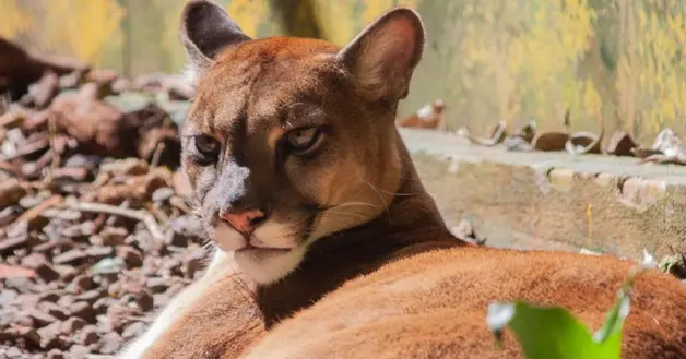 Puma