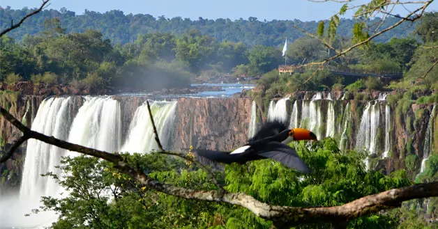 Tucan