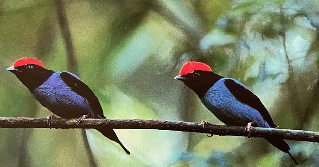 Bailarin Azul