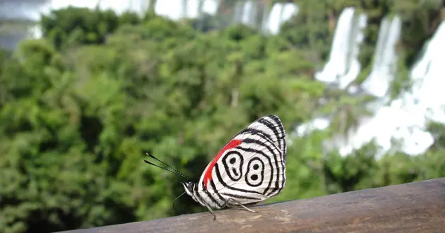 Mariposa