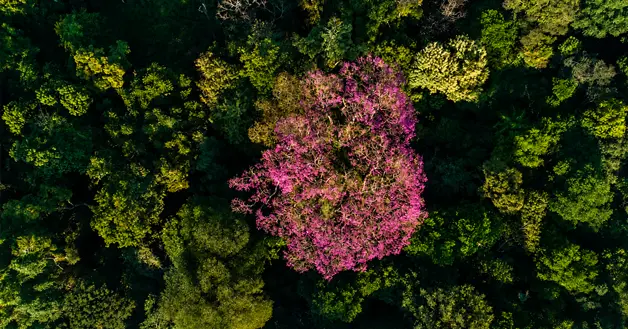 Primavera