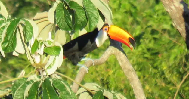 Tucan