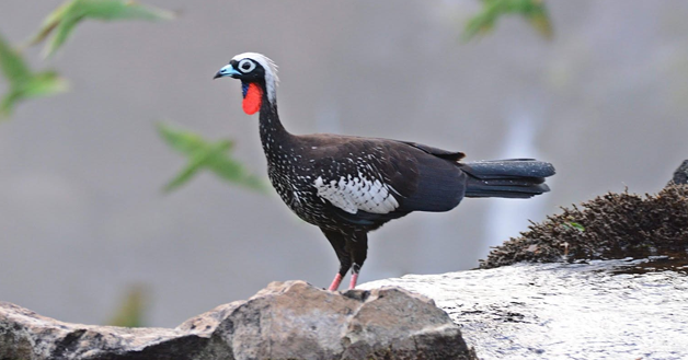 Yacutinga