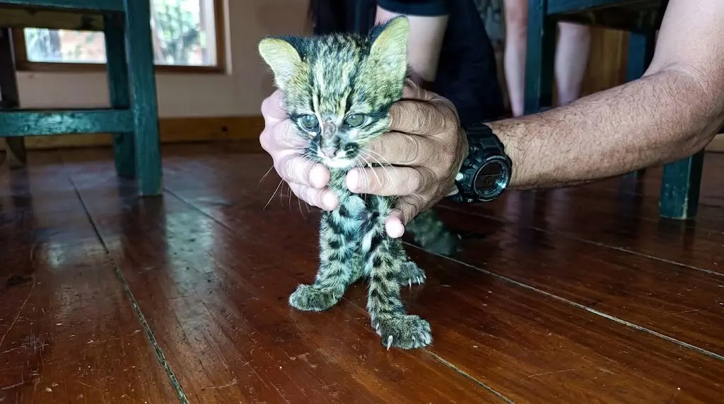 Gato tirica