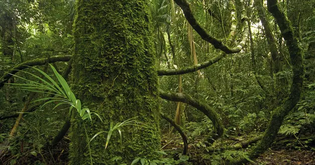 Selva Misionera