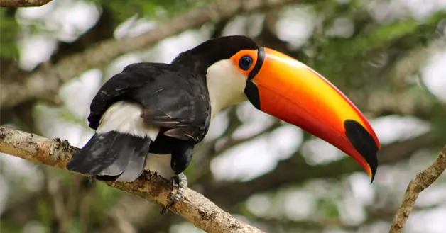 Tucan